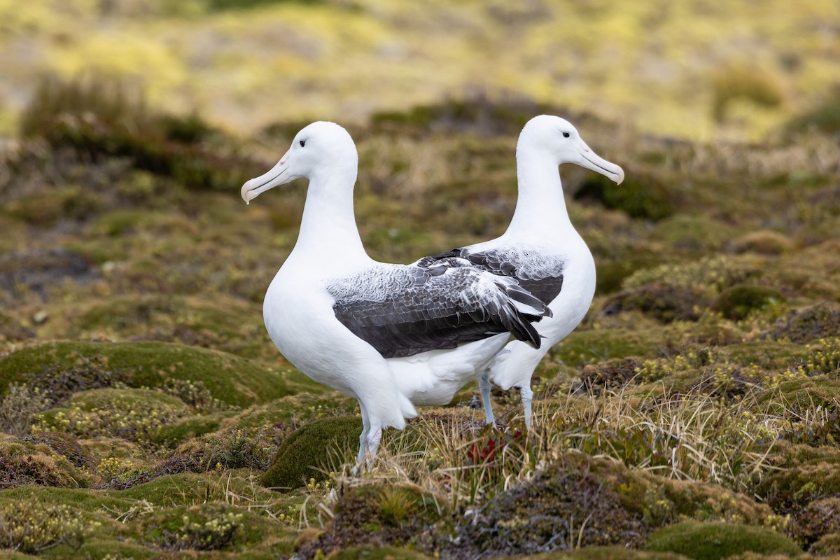 Southern Royal Albatross - Dan Pendavingh