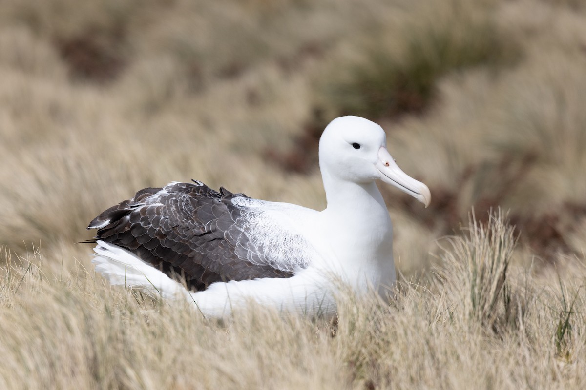 Southern Royal Albatross - ML612973886