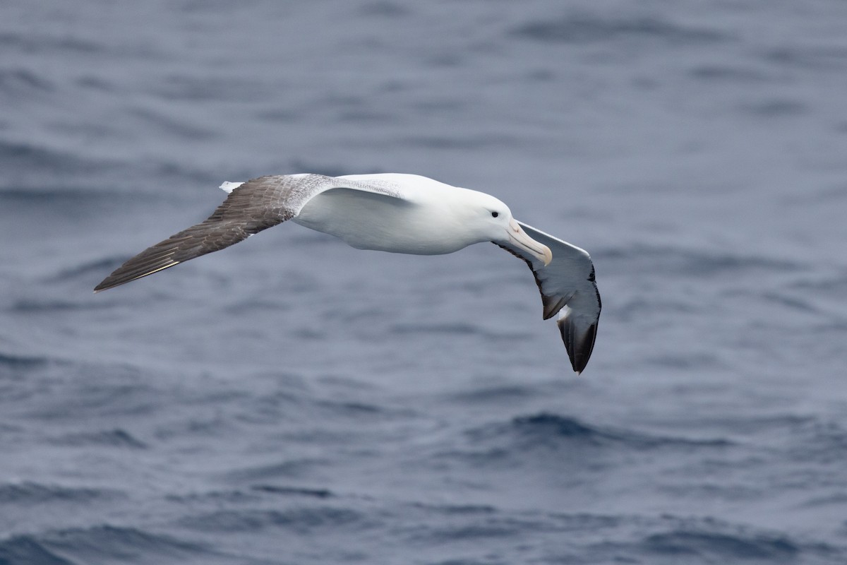 albatros královský - ML612973898