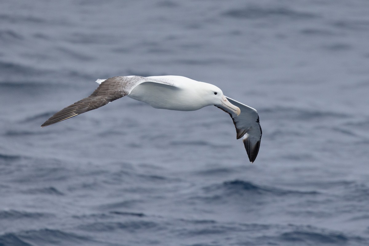 Southern Royal Albatross - ML612973898