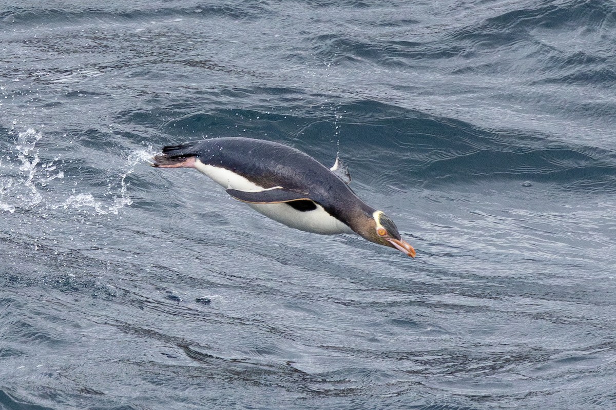 Yellow-eyed Penguin - Dan Pendavingh