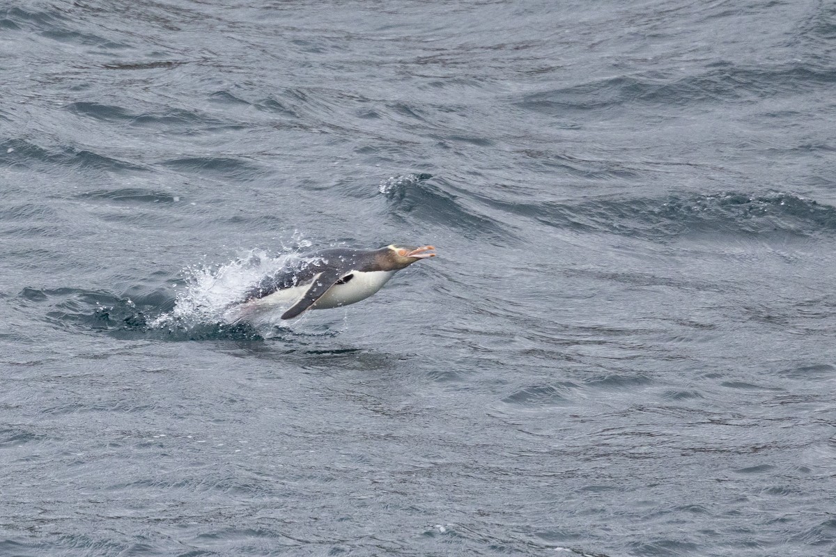 Yellow-eyed Penguin - ML612973931