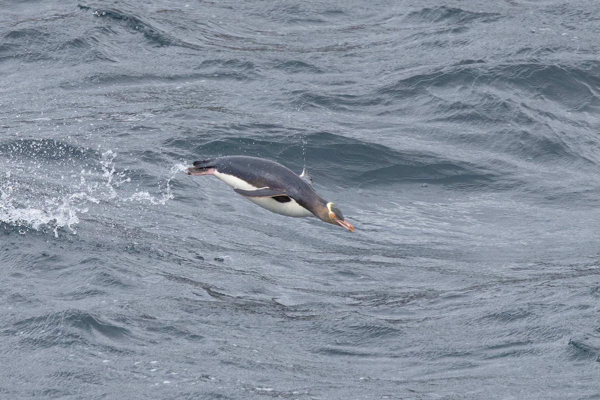 Yellow-eyed Penguin - ML612973932