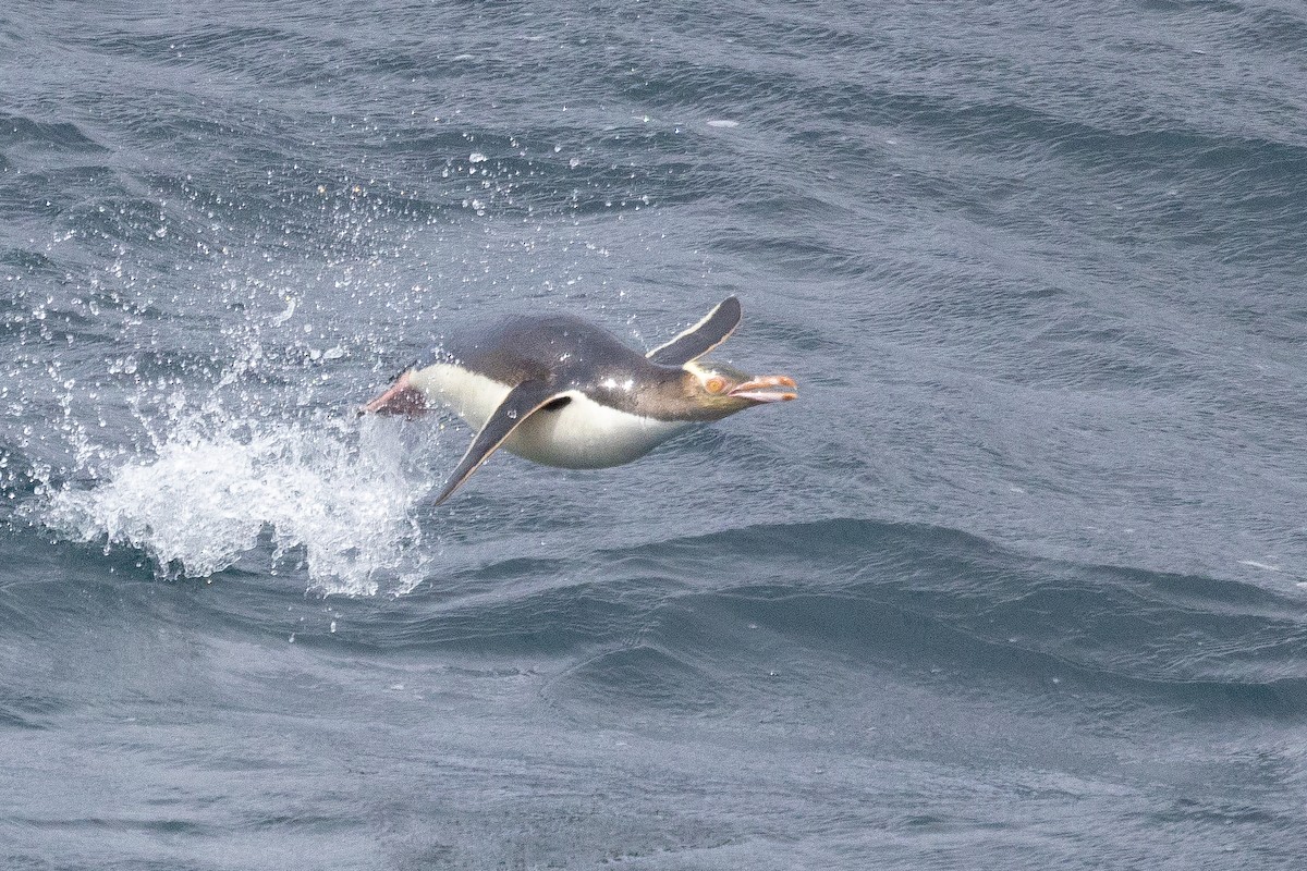 Yellow-eyed Penguin - ML612973935