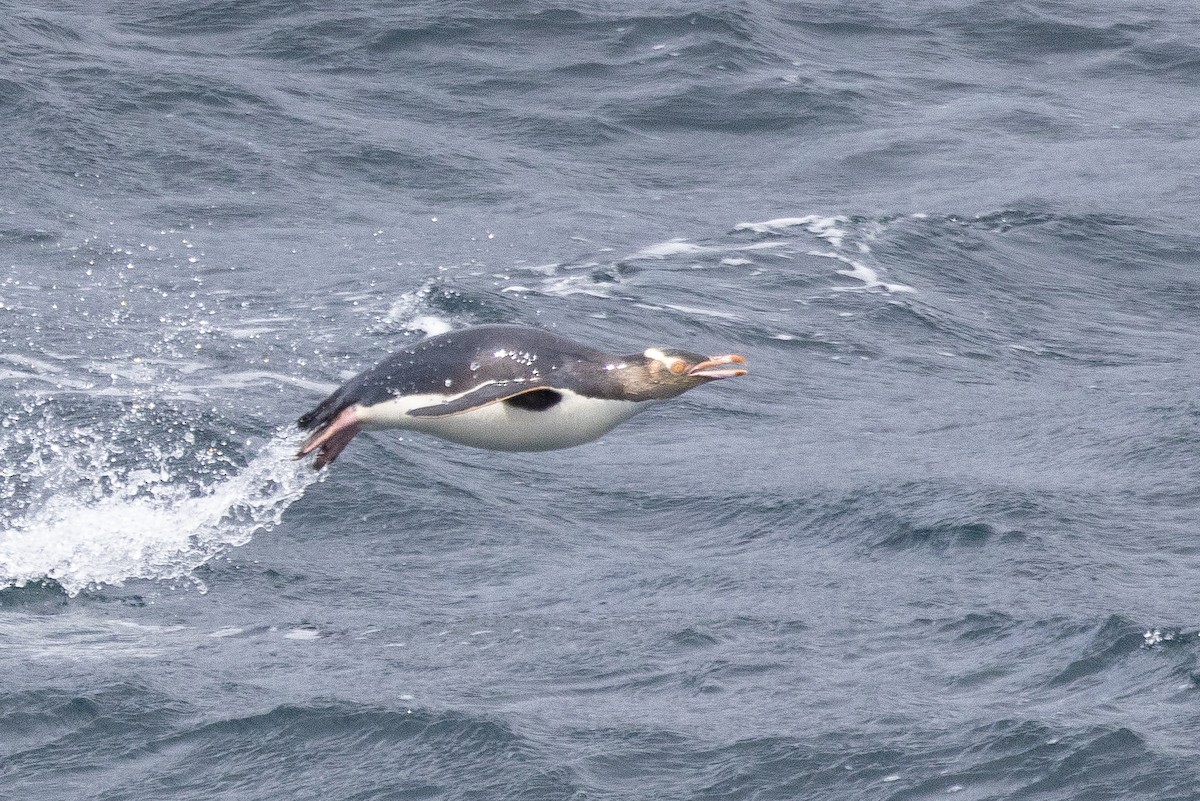 Yellow-eyed Penguin - ML612973936