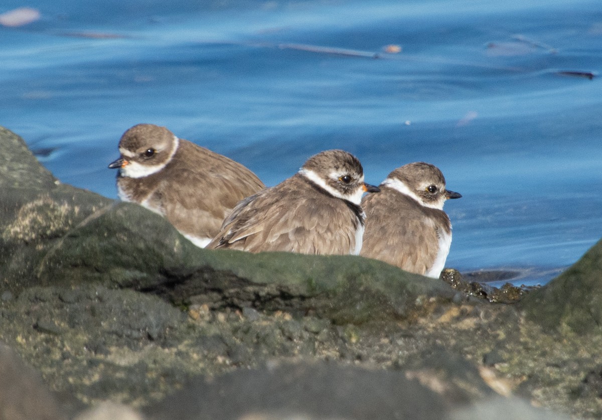Semipalmated Plover - ML612973938