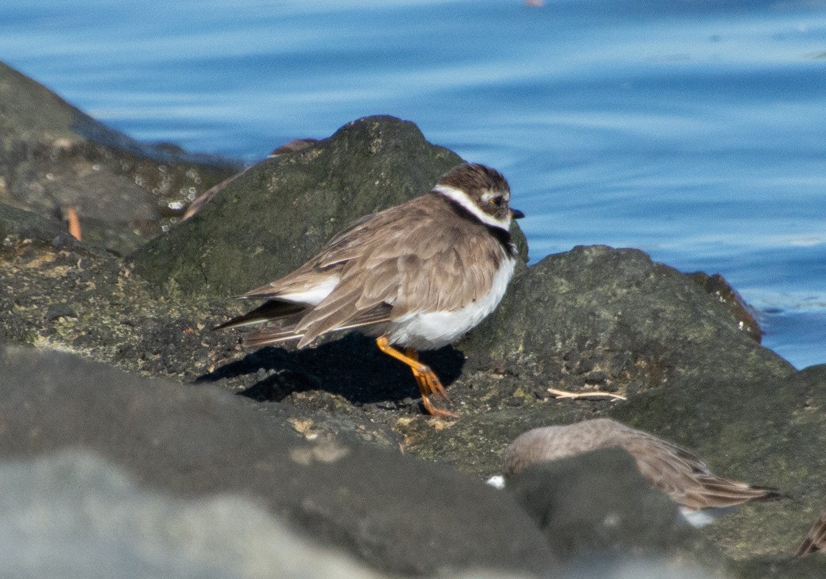 Semipalmated Plover - ML612973939