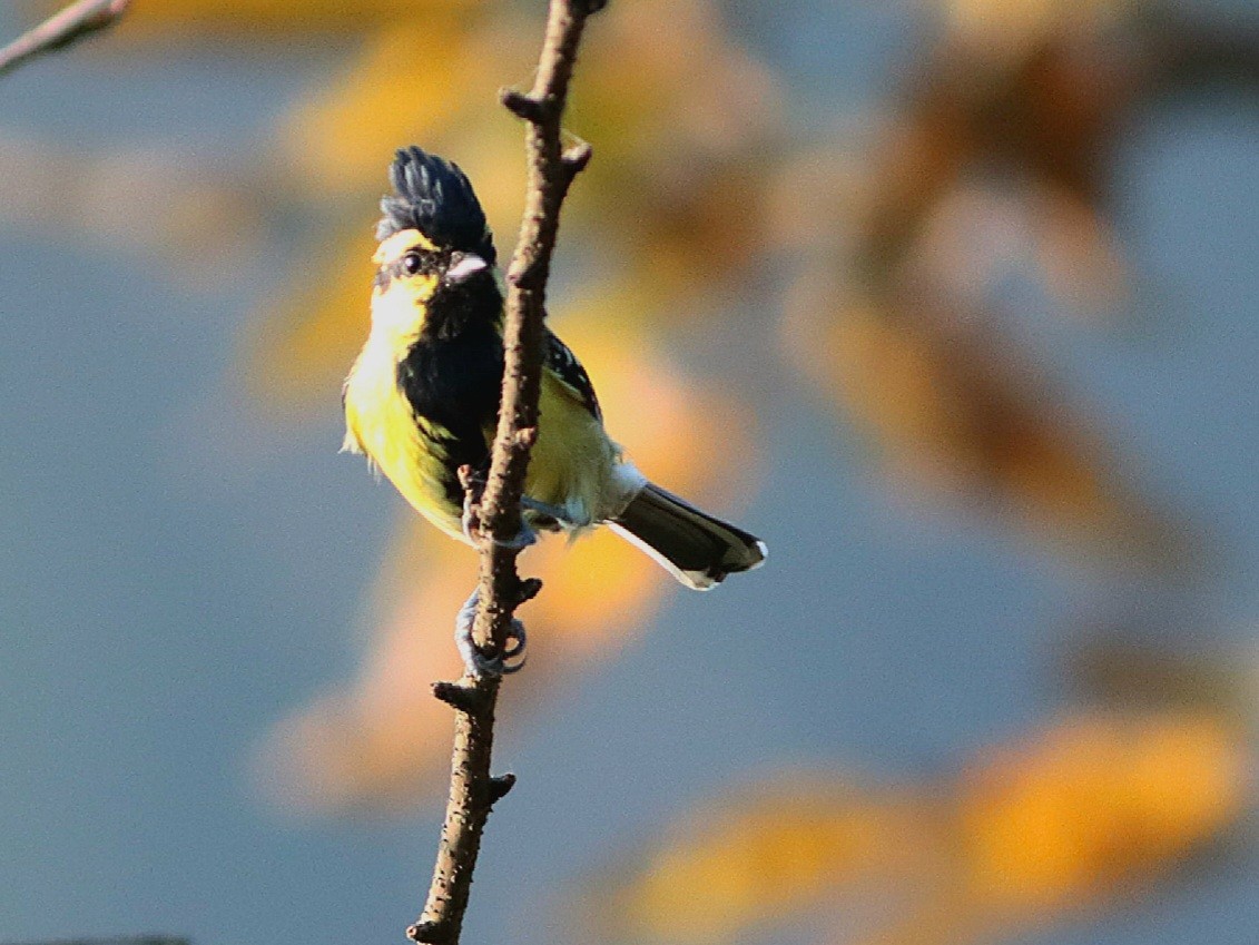 Mésange à joues jaunes - ML612973982