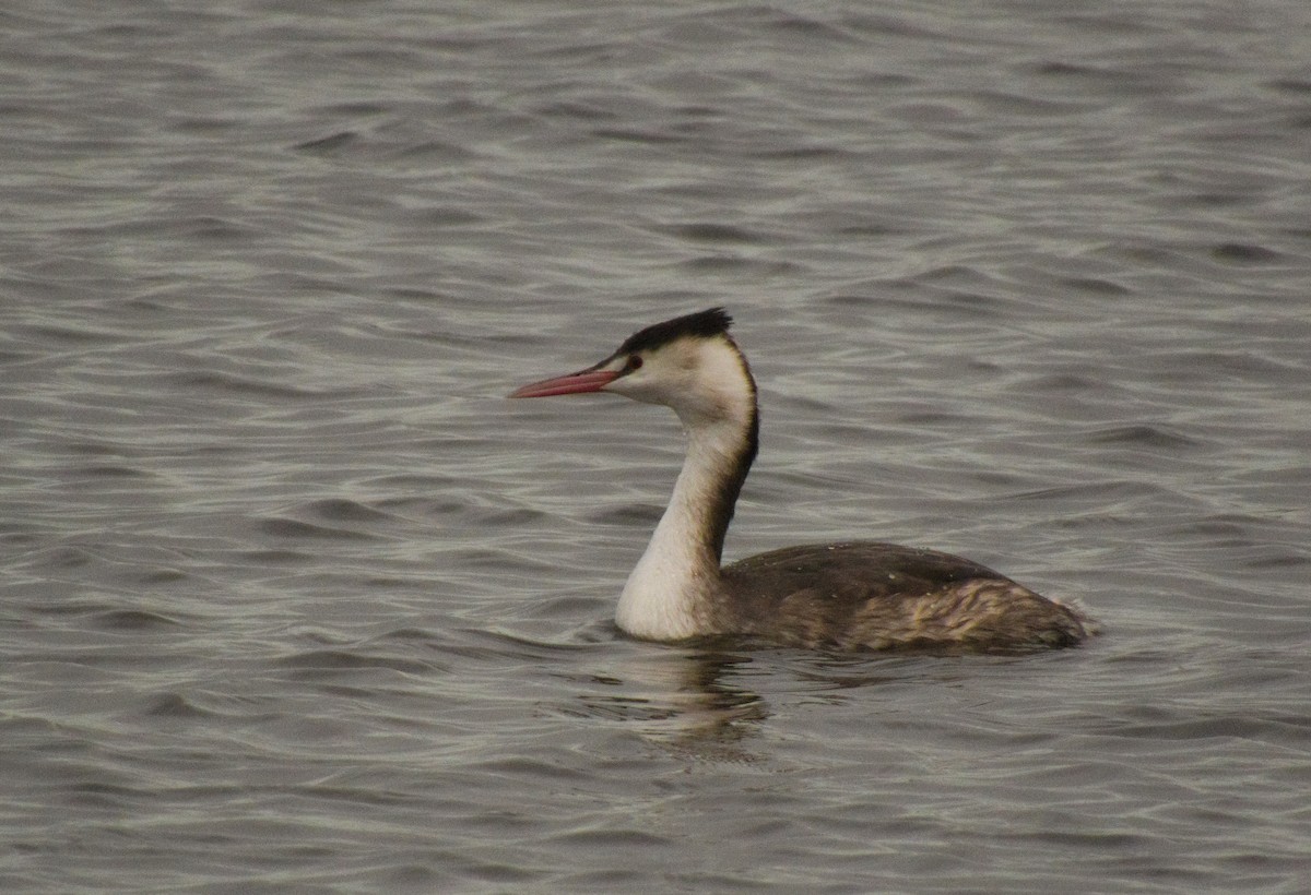 Great Crested Grebe - ML612974027