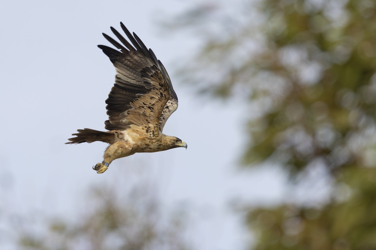 Spanish Eagle - Pablo Barrena