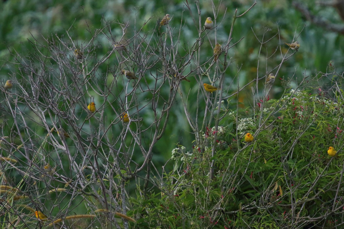 Saffron Finch - ML612974071