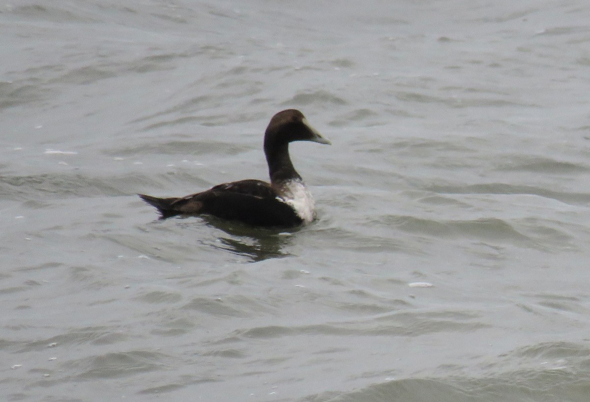 Common Eider - ML612974076