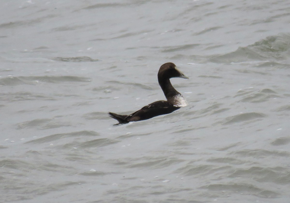 Common Eider - ML612974077