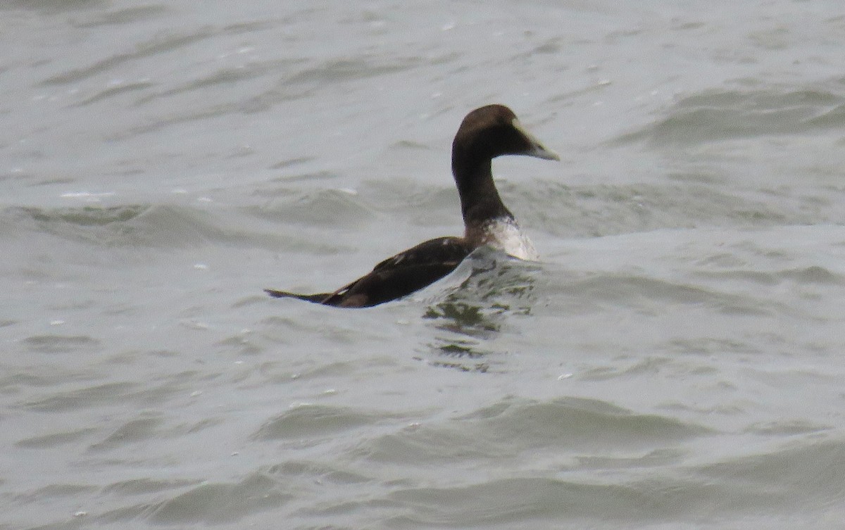 Common Eider - ML612974078