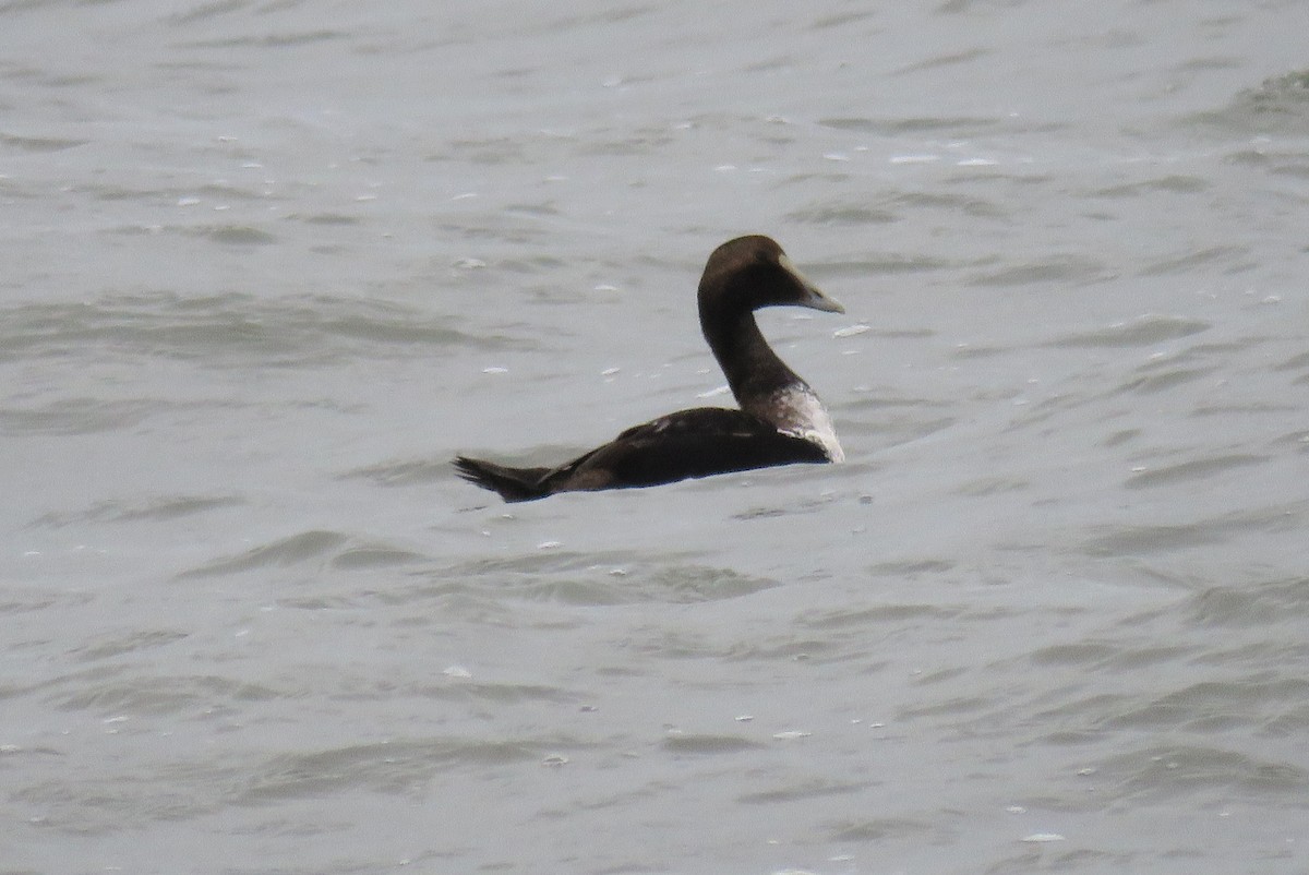 Common Eider - ML612974081