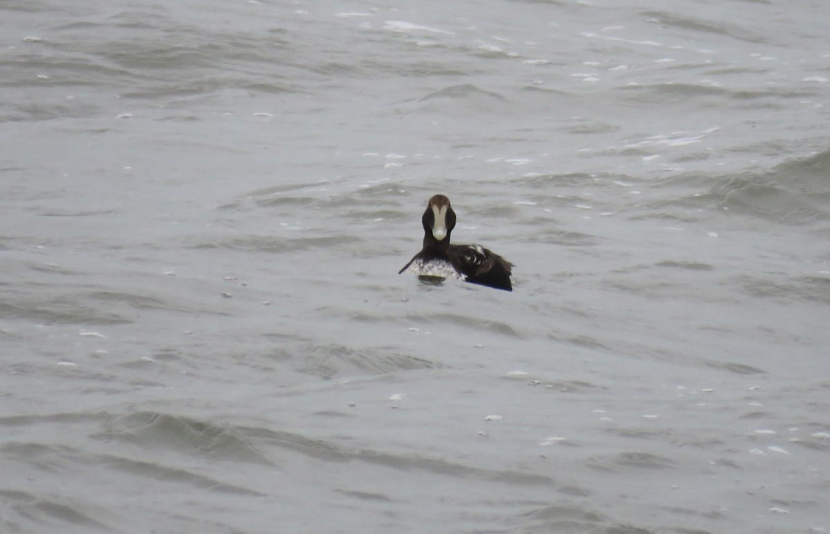 Common Eider - ML612974095