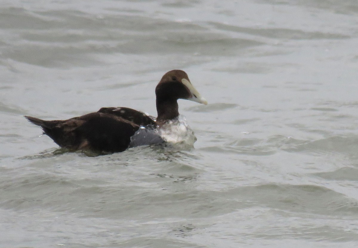 Common Eider - ML612974101