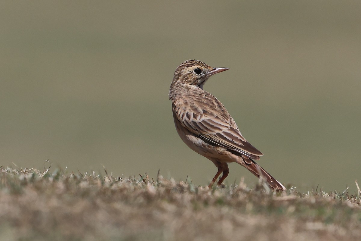 Australian Pipit - ML612974156