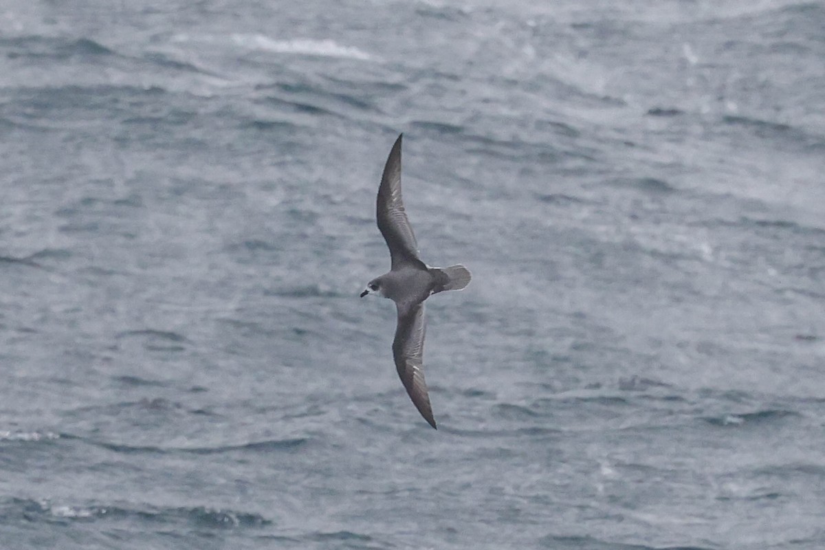 Mottled Petrel - ML612974165