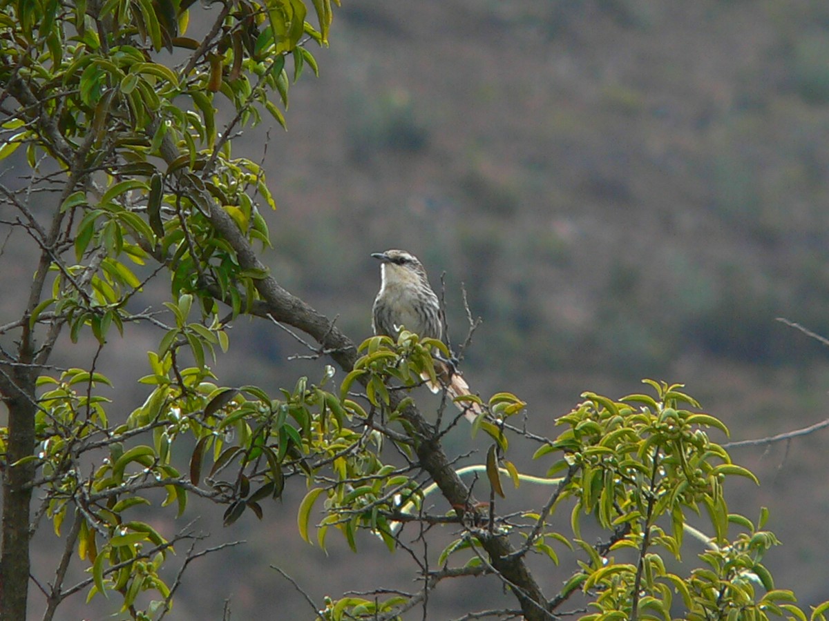 Great Spinetail - Charley Hesse TROPICAL BIRDING