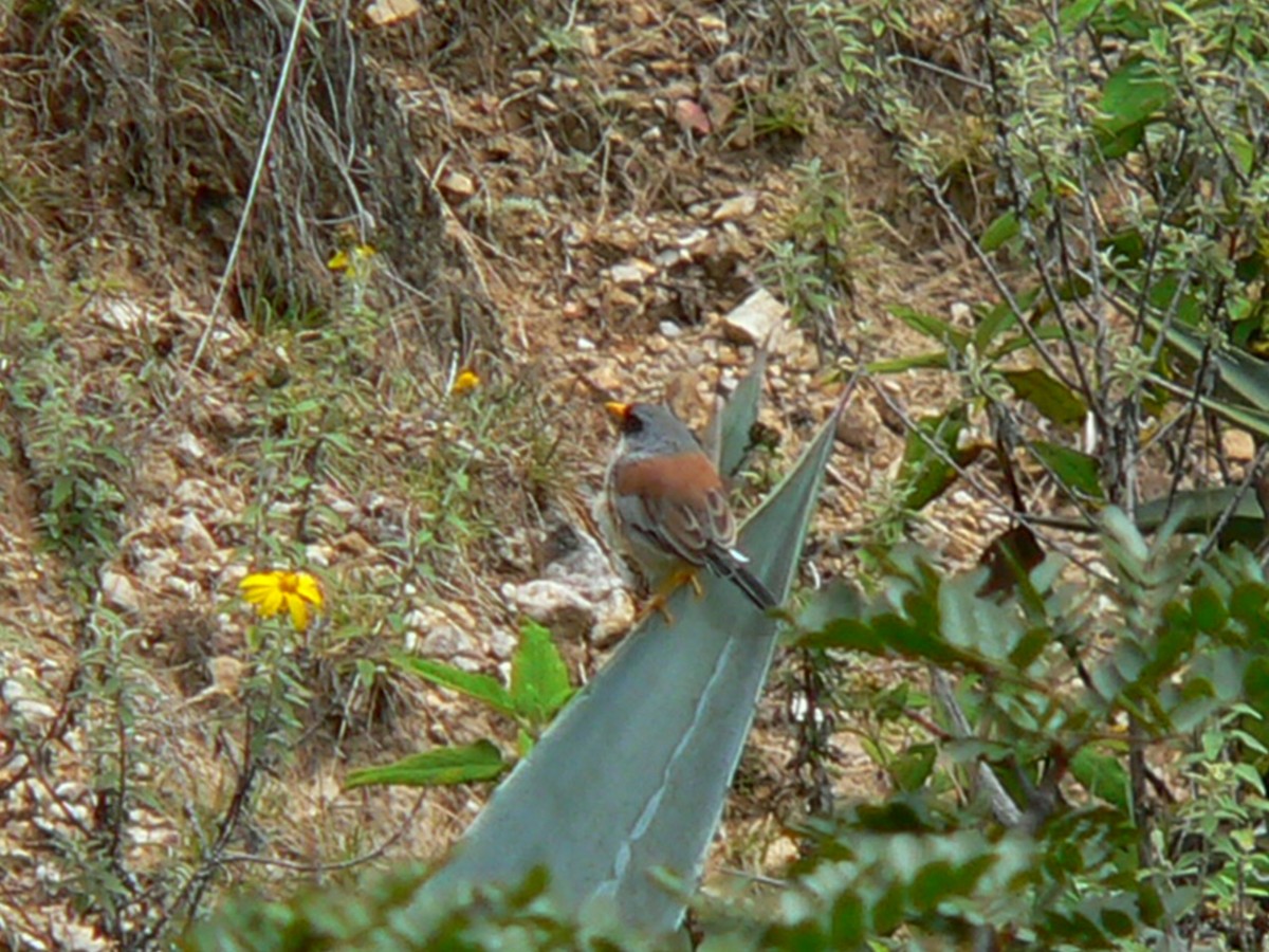 Buff-bridled Inca-Finch - Charley Hesse TROPICAL BIRDING