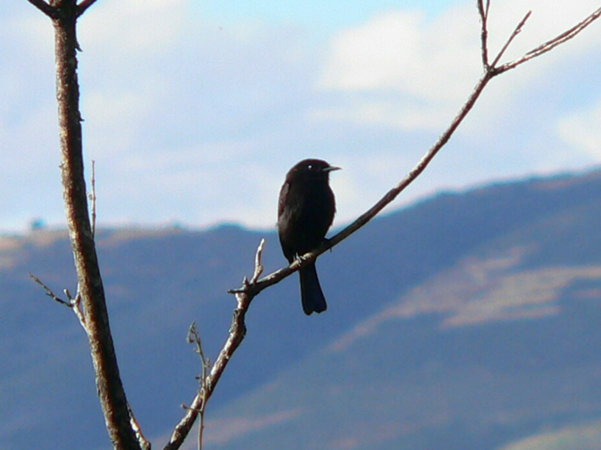 White-winged Black-Tyrant - Charley Hesse TROPICAL BIRDING