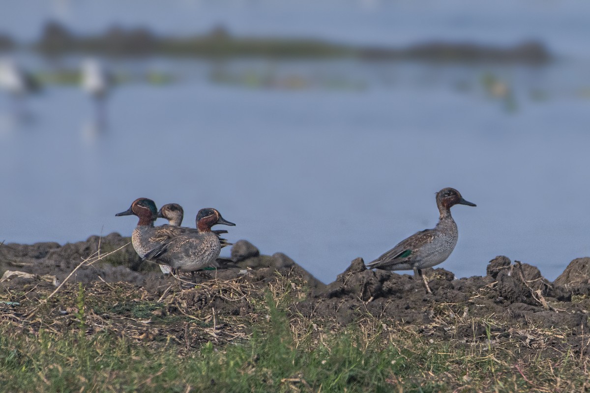 Green-winged Teal - ML612974267