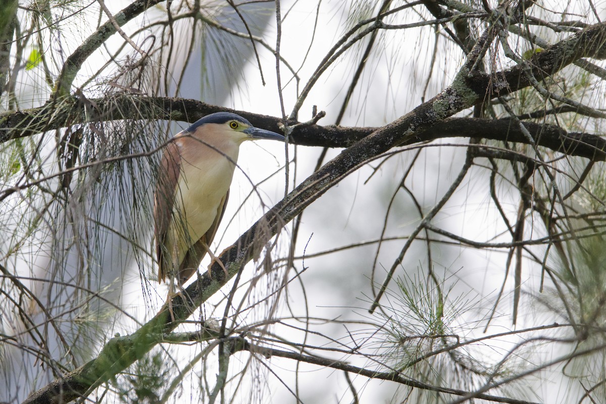 Nankeen Night Heron - ML612974291