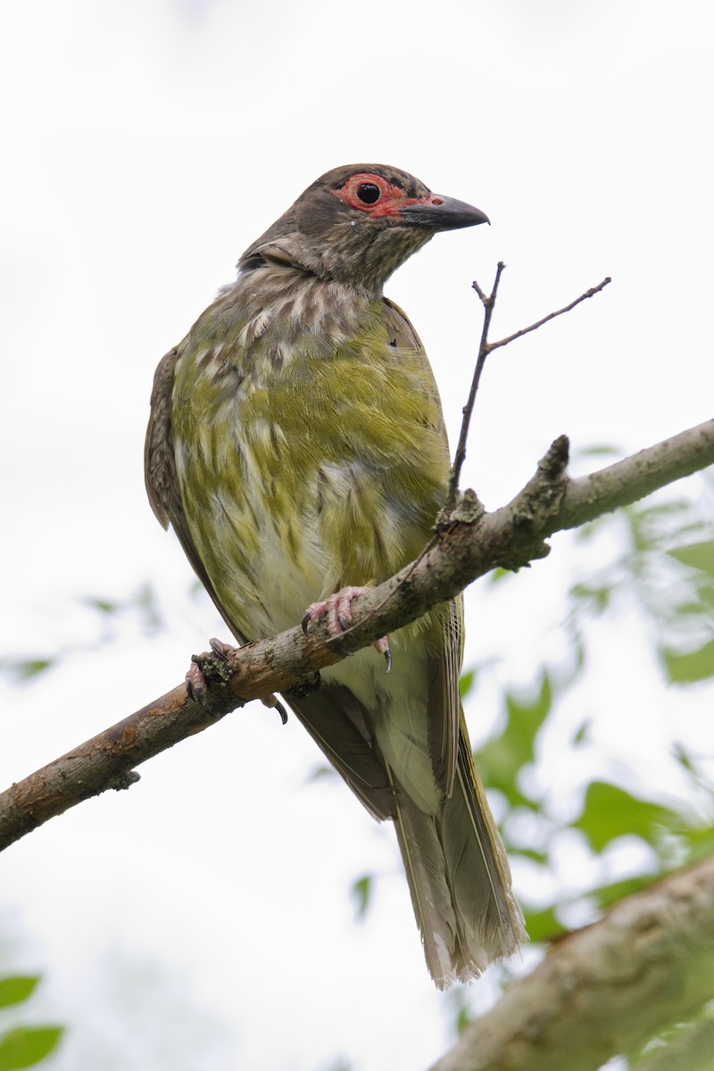 Australasian Figbird - ML612974315