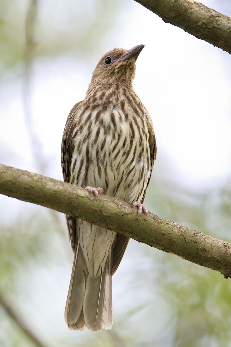 Australasian Figbird - ML612974317