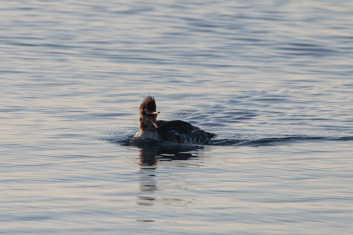 Red-breasted Merganser - ML612974329