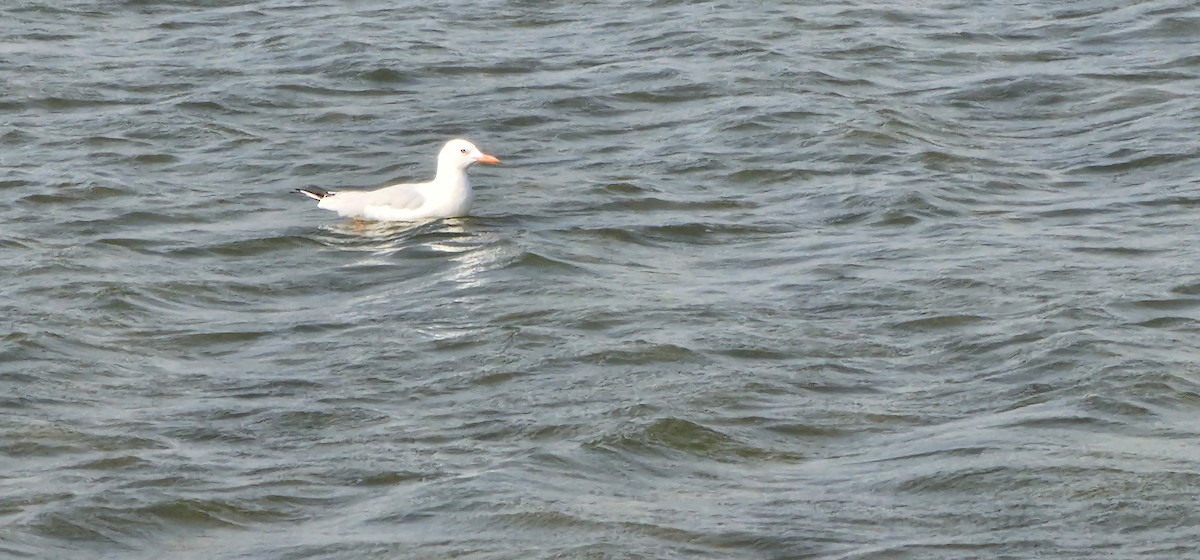 Gaviota Centroasiática - ML612974473