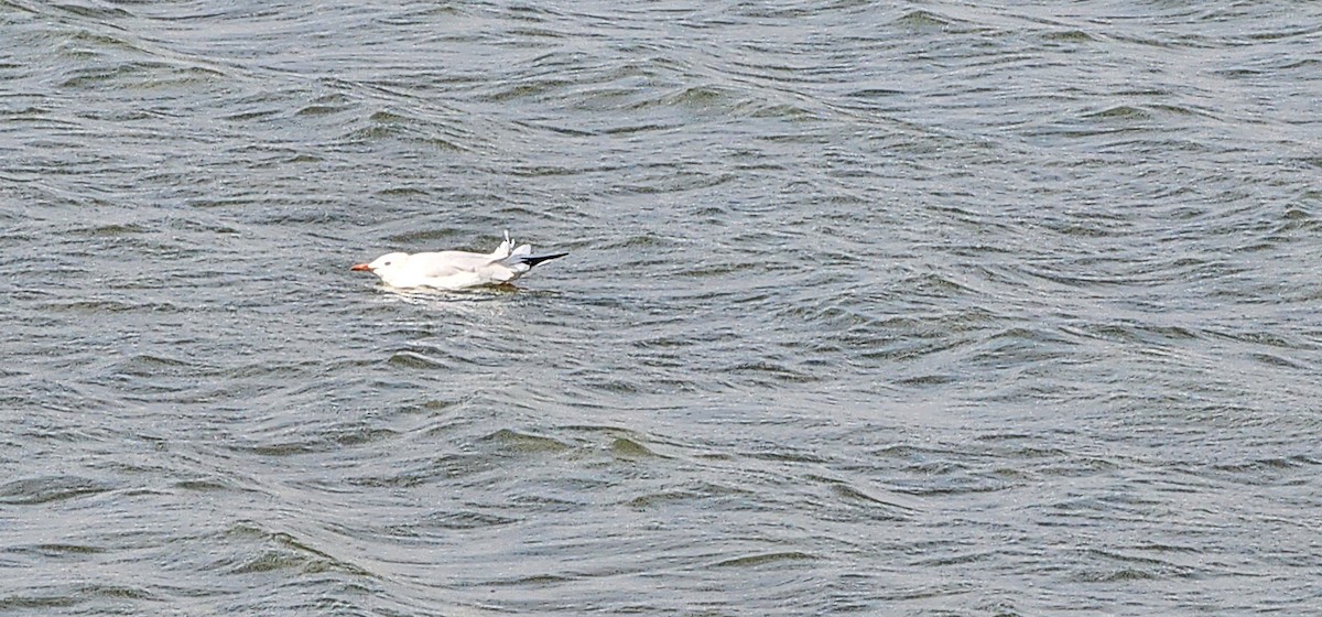 Gaviota Centroasiática - ML612974475