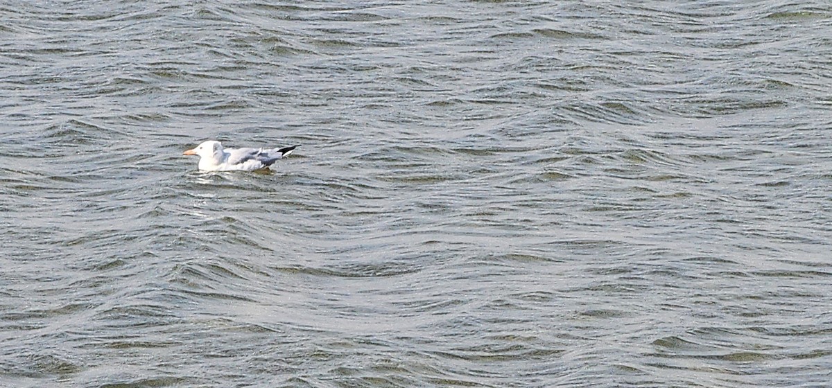 Gaviota Centroasiática - ML612974476