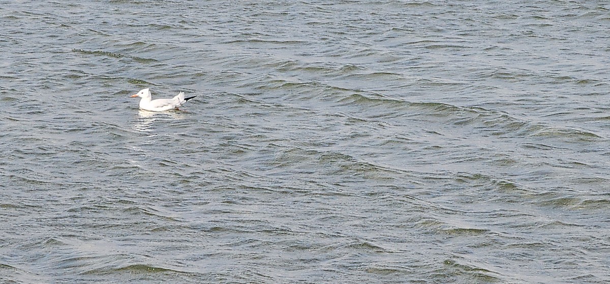 Gaviota Centroasiática - ML612974477