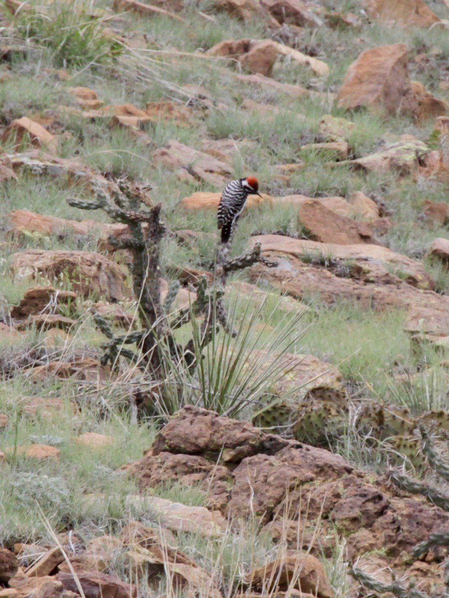 Ladder-backed Woodpecker - ML612974490