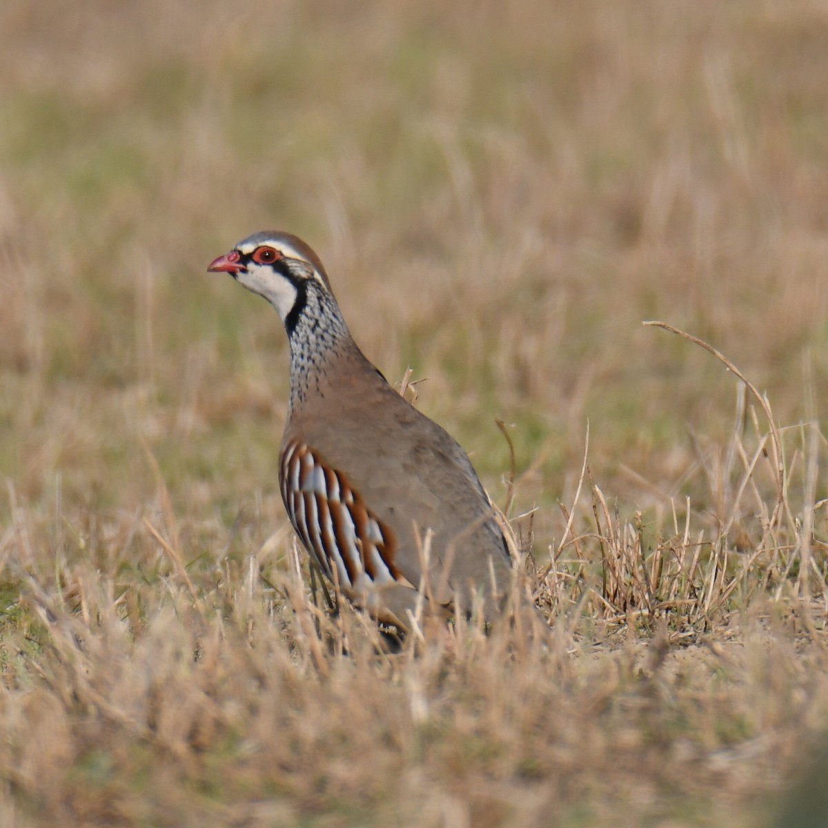 Red-legged Partridge - ML612974524