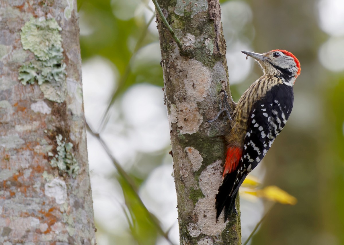 Stripe-breasted Woodpecker - Ayuwat Jearwattanakanok