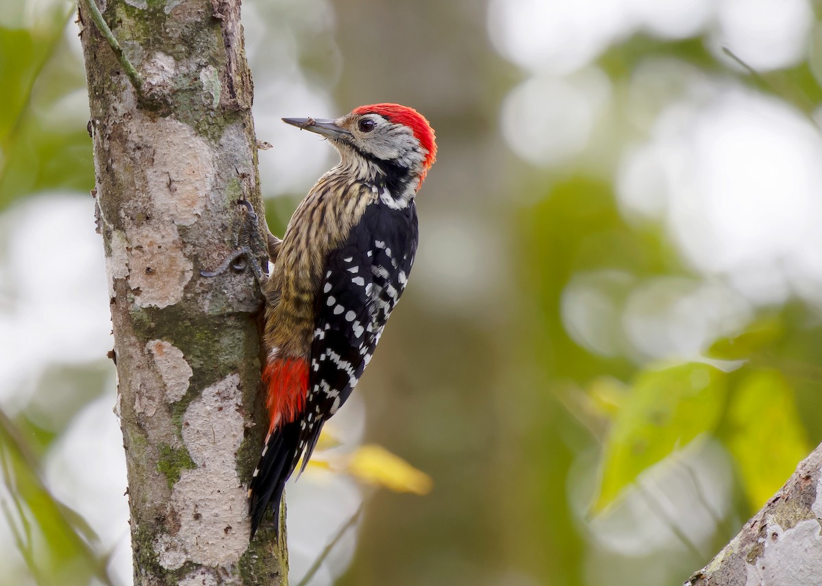 Stripe-breasted Woodpecker - Ayuwat Jearwattanakanok