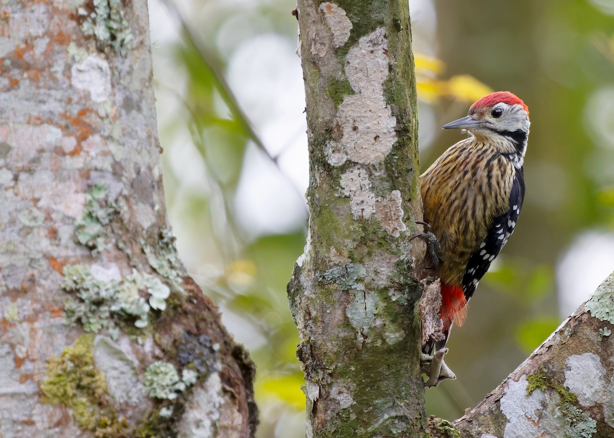 Stripe-breasted Woodpecker - Ayuwat Jearwattanakanok