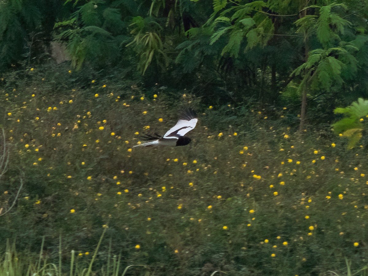 Pied Harrier - Anonymous