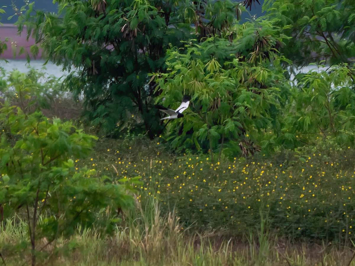 Pied Harrier - Anonymous