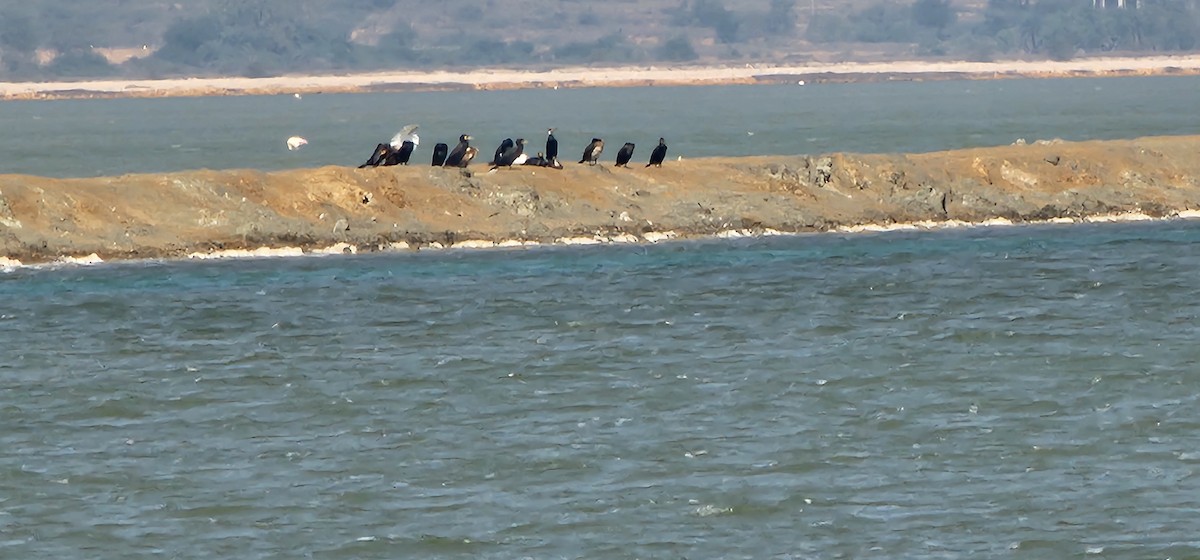 Cormorán de Java - ML612974635