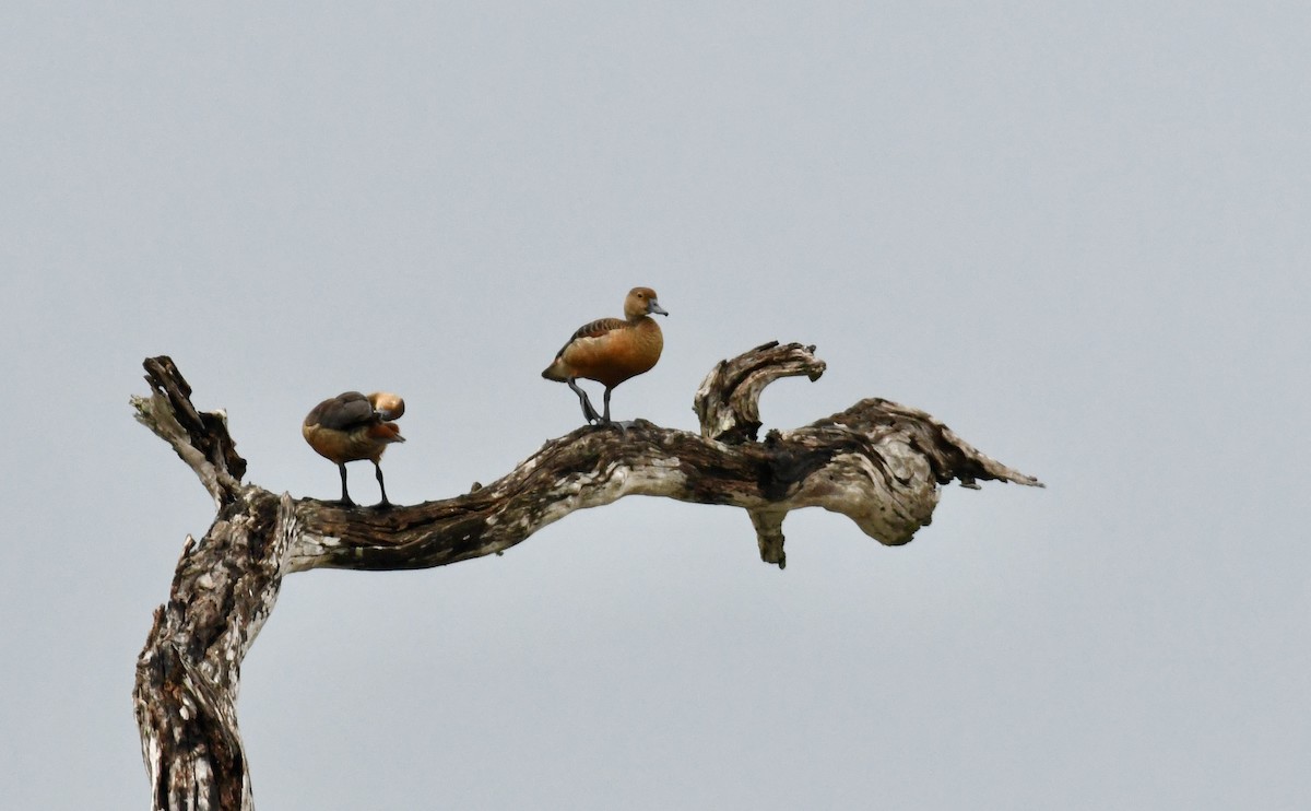 Lesser Whistling-Duck - ML612974656