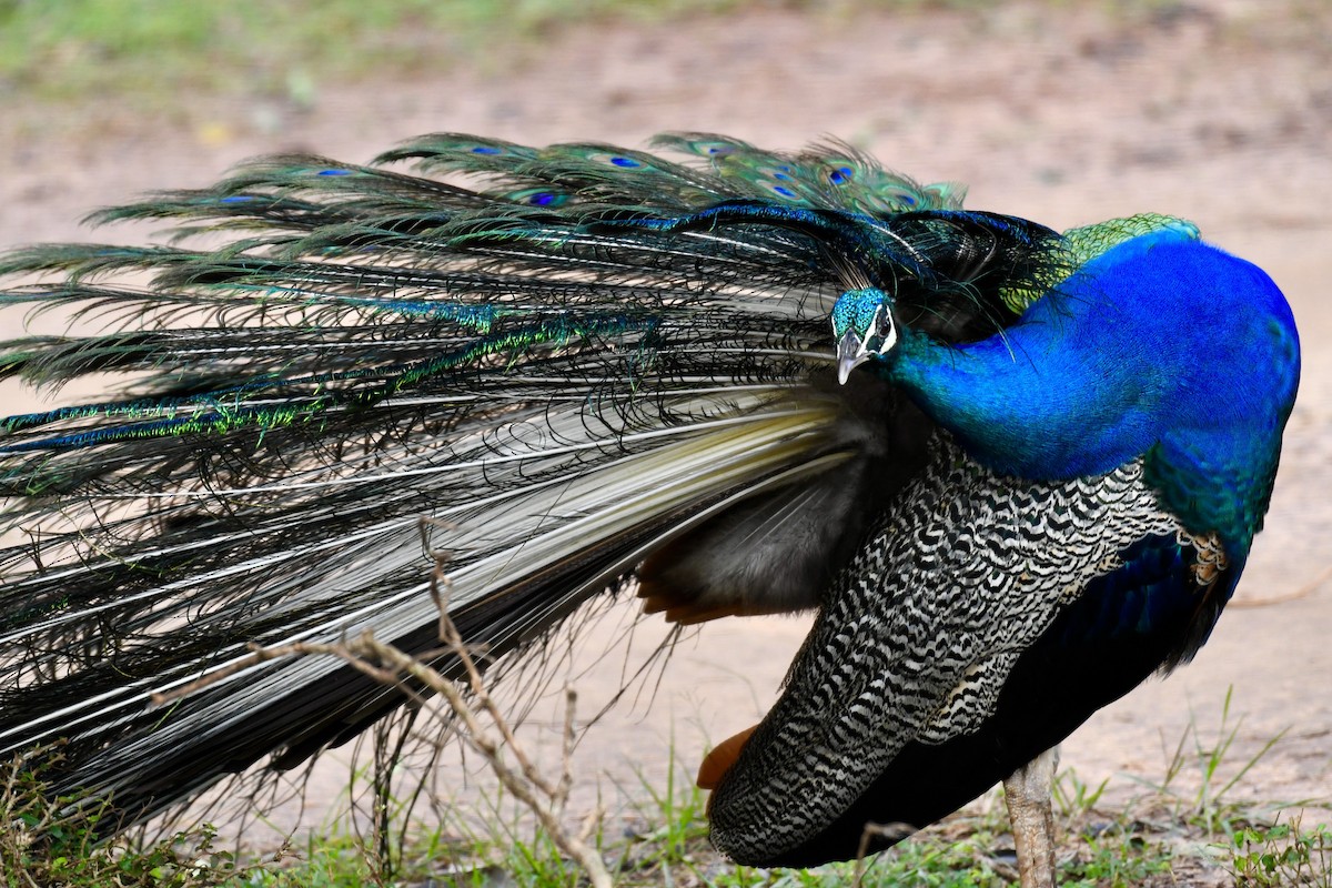 Indian Peafowl - ML612974657