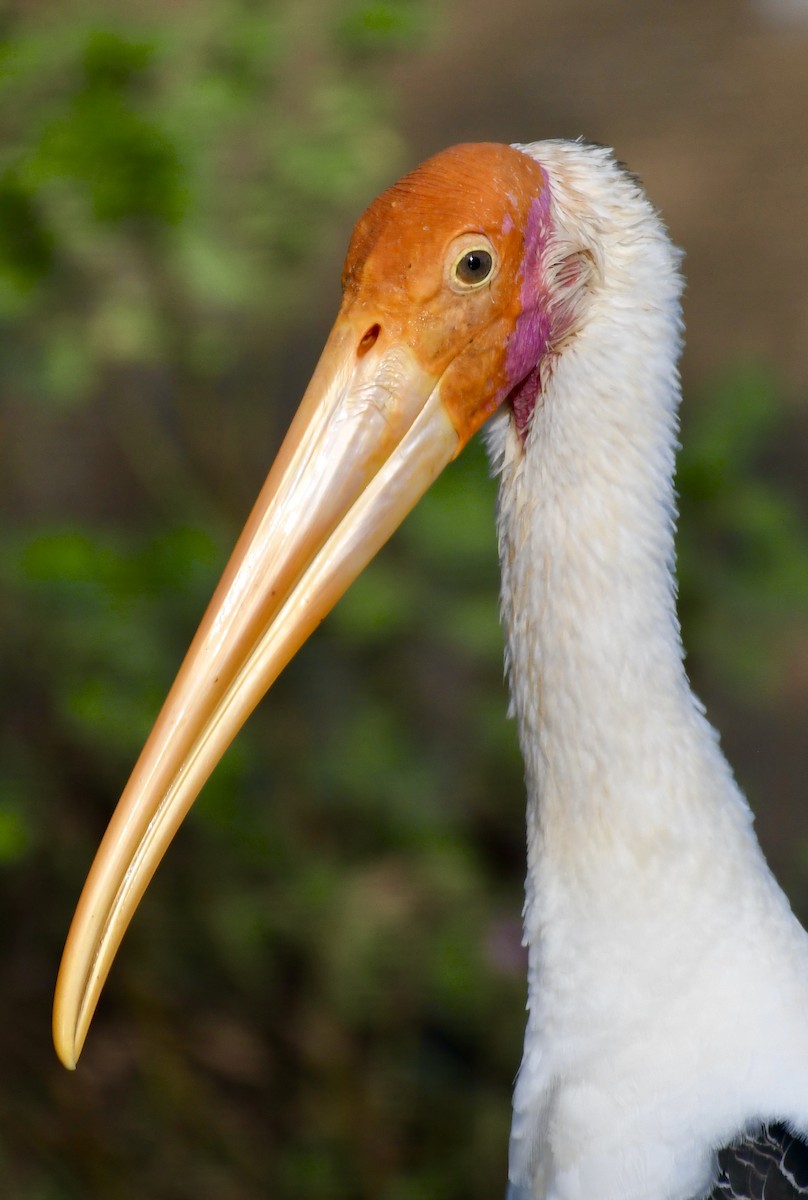 Painted Stork - ML612974661