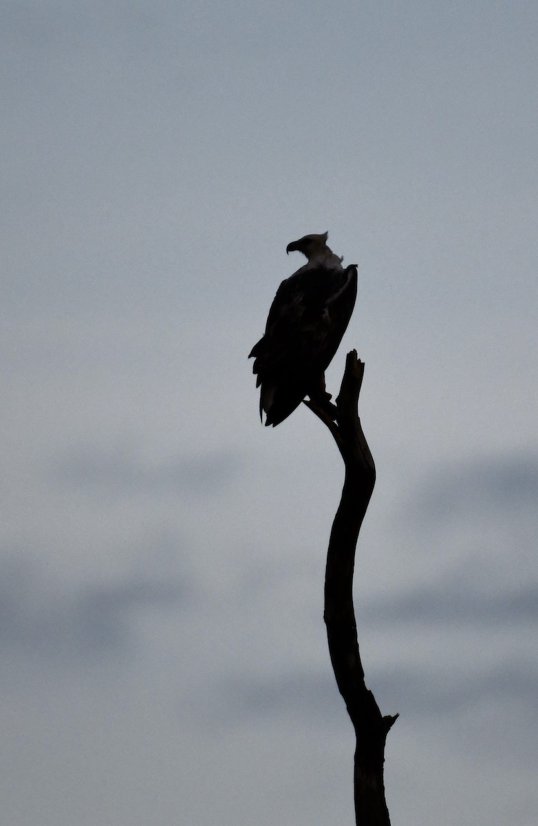 White-bellied Sea-Eagle - ML612974663