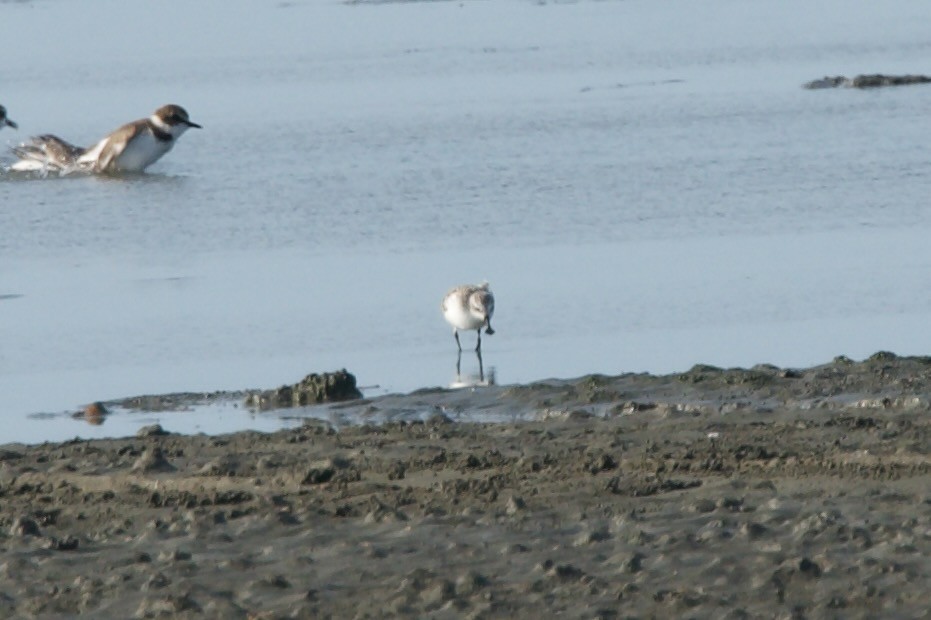 Spoon-billed Sandpiper - Roger Shaw