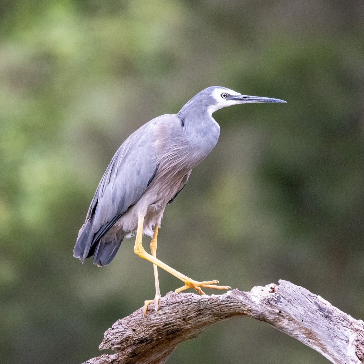 Weißwangenreiher - ML612974739
