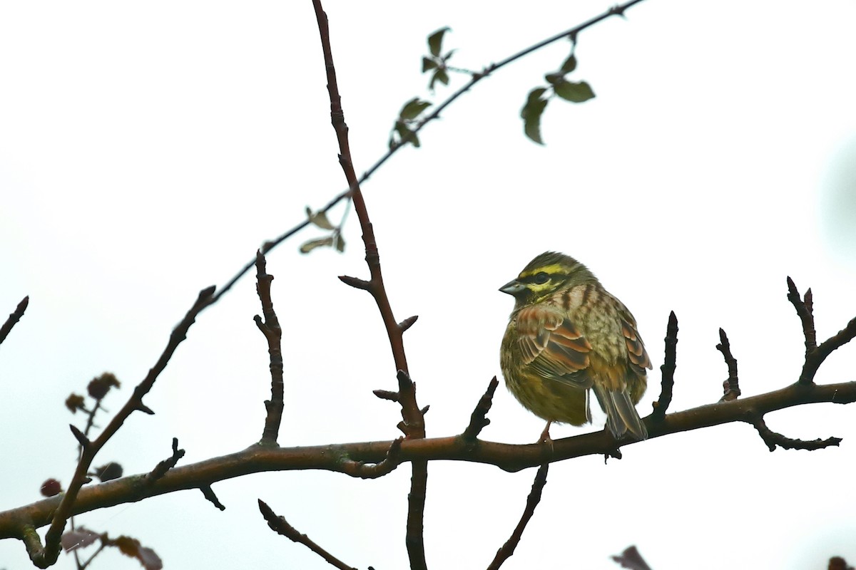 strnad cvrčivý - ML612974744